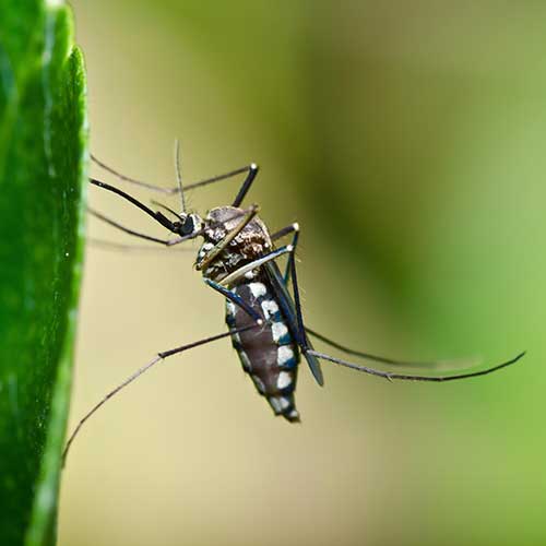 mosquito control programs walpole medfield dover westwood ma 500px mosquito control programs walpole medfield dover westwood ma 500px